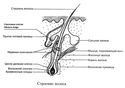 Микроскоп Волосяная Луковица И Кожа Человека — стоковые фотографии и другие  картинки Волосы на теле - Волосы на теле, Слабое увеличение, Без людей -  iStock