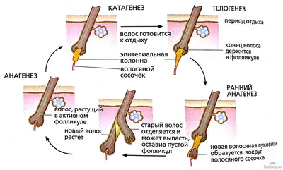 Шугаринг Петушки - Строение волоса и волосяного фолликула. ⠀ ☝️ Волосы –  это роговые нитевидные производные кожи. Растут на большей части тела и  состоят из особого белка – кератина. ⠀ Волос имеет