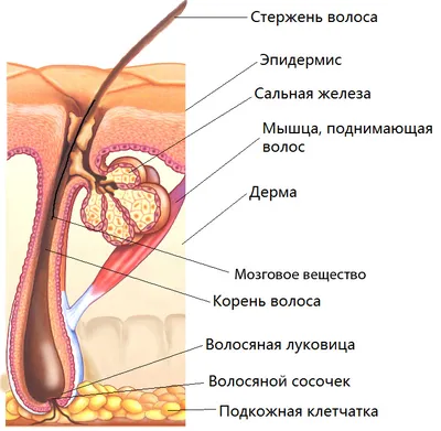 растущая волосяная луковица. иллюстрация плоского вектора. Иллюстрация  вектора - иллюстрации насчитывающей головка, человек: 228765241