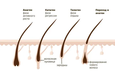 Волосяная Луковица Защитить Силуэт Икона Концепция Лечения Волосяного  Фолликула И Щита Глиф Пиктограмма Профилактика Безопасность Гиг — стоковая  векторная графика и другие изображения на тему Анатомия - iStock