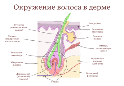 🤍Волосяной фолликул(также волосяная луковица)-корень волоса вместе с  окружающим его корневым влагалищем. К фолликулу прикреплены сальные… |  Instagram