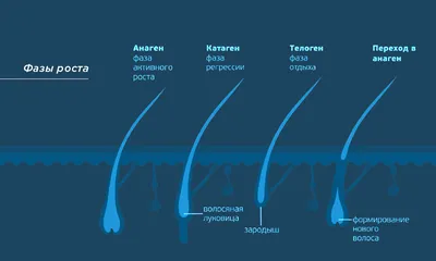 Микроскопический Волосяной Фолликул Или Луковица. Седые Волосы Человека На  Черном Фоне. Супер Макрос Крупным Планом По Микроскопу Фотография,  картинки, изображения и сток-фотография без роялти. Image 73771313