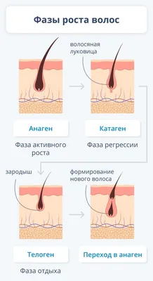 Как «разбудить» спящие волосяные луковицы и ускорить рост волос на голове:  советы