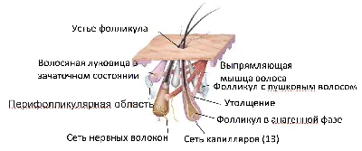 Спящие волосяные луковицы: как разбудить и активировать спящие волосяные  фолликулы на голове?