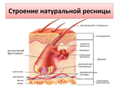 Волосяная луковица фото