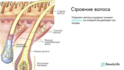 Как отрастить густые брови? Советы и лайфхаки