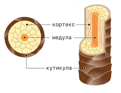 Волосы — Википедия