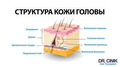 📍 Строение волосяного фолликула 👇 Волосы-это роговые нитевидные  производные кожи. Волосы растут на большей.. | ВКонтакте