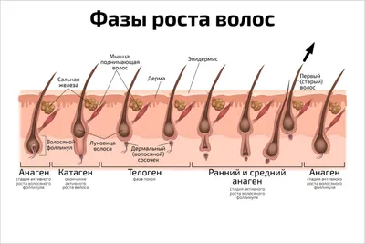 Тайная жизнь наших... - информационная статья от интернет-магазина оптики  Veber