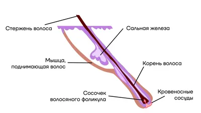 Что такое фолликулярные островки