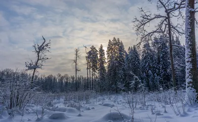 Картинка Единороги Зимний лес . Волшебный Единорог. Фэнтези