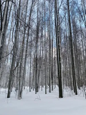 Сказочный зимний лес картинки - 65 фото