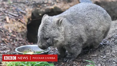 Гости из Австралии. В 2021 году в Новосибирский зоопарк приедут вомбаты |  Sobaka.ru