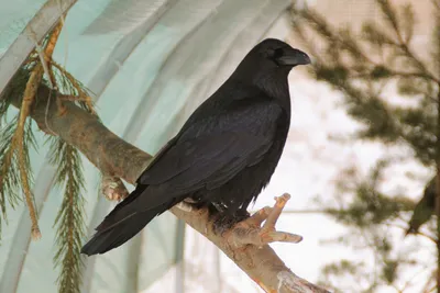 Серая ворона (Corvus cornix)