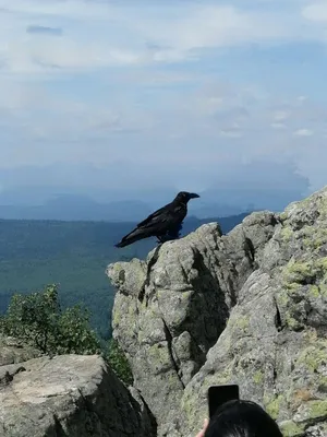 Где купить птенца ворона?