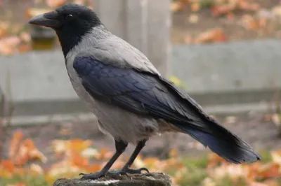 Серая ворона (Corvus cornix)