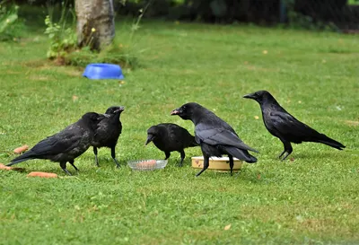 Ворон (Corvus corax). Подробное описание экспоната, аудиогид, интересные  факты. Официальный сайт Artefact