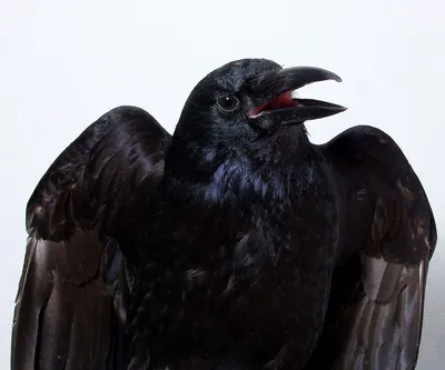 Красивое изображение птицы - ворон/ворона в природе осени (Frugilegus  Corvus) Стоковое Фото - изображение насчитывающей европа, черный: 80123186