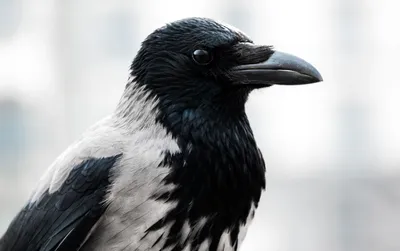 Красивое изображение птицы - ворон/ворона в природе осени (Frugilegus  Corvus) Стоковое Фото - изображение насчитывающей глаз, вороны: 80123438