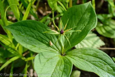 Фотокаталог растений: Вороний глаз четырёхлистный (Paris quadrifolia)