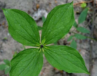 Вороний глаз (лат. Paris quadrifolia)