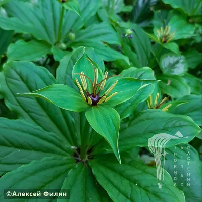 MW0293481, Paris quadrifolia (Вороний глаз четырехлистный), specimen