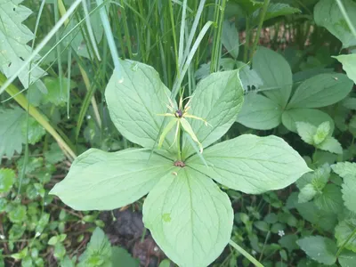 MW0293691, Paris quadrifolia (Вороний глаз четырехлистный), specimen