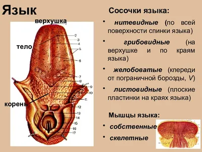 Почему болит кончик языка? | Новости Аркада-Мед