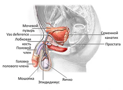 Баланит - Азбука здоровья