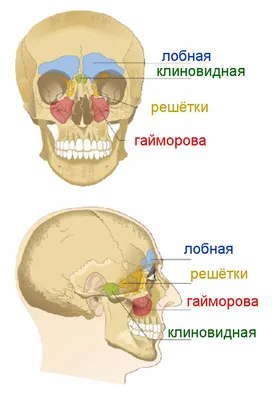 Все о синусите