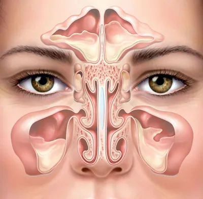 Воспаление гайморовых пазух - диагностика и лечение в 100med