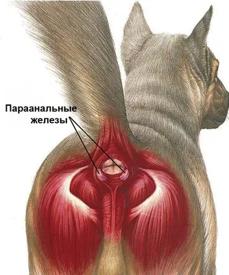 Уход за параанальными железами