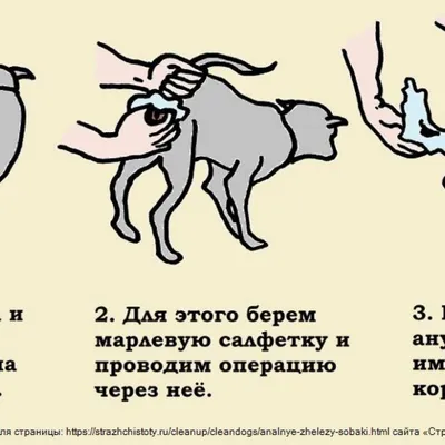 Параанальные железы у собак: симптомы воспаления, лечение - База знаний -  статьи для кинолога - Геоинфромационный Кинологический Портал DOGBI