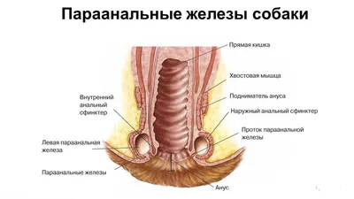 Почему собака ездит на попе: причины и лечение | Бетховен