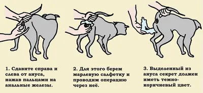 Вопрос от подписчика: \"Всем здравствуйте, кто сталкивался с проблемой воспаления  параанальных желез у собаки?.. | ВКонтакте