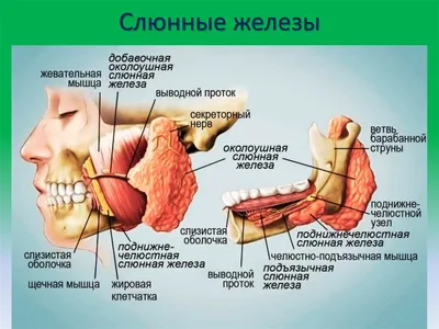 Эпидемический паротит (свинка): что это такое и как с этим бороться