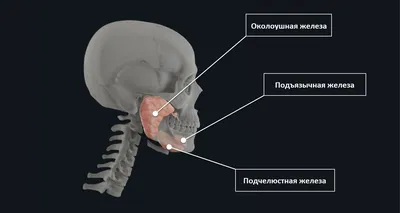 Удаление слюнной железы - «Удаление подчелюстной железы, осложнения и  дальнейшее восстановление» | отзывы