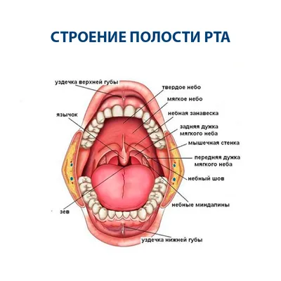 Сиалография слюнных желез | ЧЛГ ВВ ДЗМ