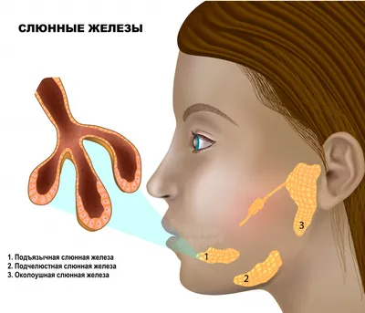 Заболевания слезных органов. Диагностика и лечение