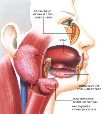 Сиалоаденит: симптомы, причины, диагностика, лечение| АО «Медицина»  (клиника академика Ройтберга)