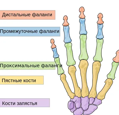 Артрит: причины, симптомы, лечение и диагностика