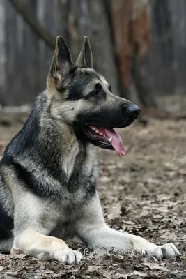 Восточно-европейская овчарка | Shiloh shepherd dog, German shepherd dogs,  Beautiful dogs