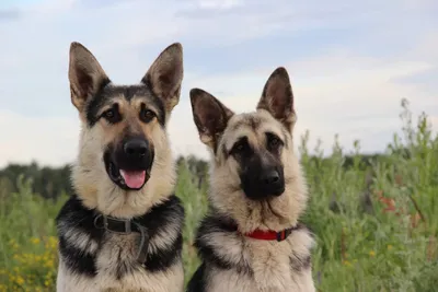 Восточноевропейская Овчарка Купить Щенка 🐕 «Русский Амулет»