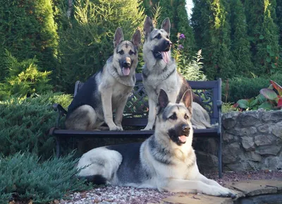 Восточноевропейская Овчарка Купить Щенка 🐕 «Русский Амулет»