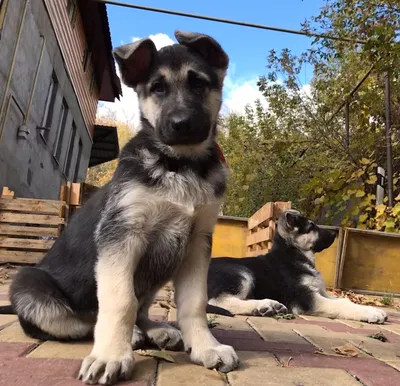 Стандарт породы ВЕО