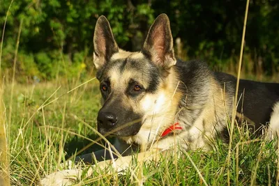 Восточно-европейская овчарка - Available for sale female East European  Shepherd (VEO). Date of birth 14.03.2016. Documents UKU, from titled  parents of origin RKF. The puppy is very active, with good character and