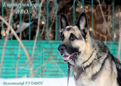 Восточно европейская овчарка Восточноевропейская овчарка в Ростове-на-Дону  - Собаки на Gde.ru 03.10.2023