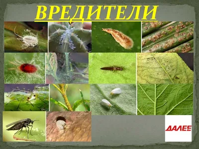 Вредители комнатных растений - online presentation