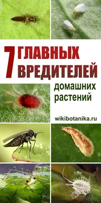 7 главных вредителей домашних растений | Растения, Домашние растения, Вредители  растений