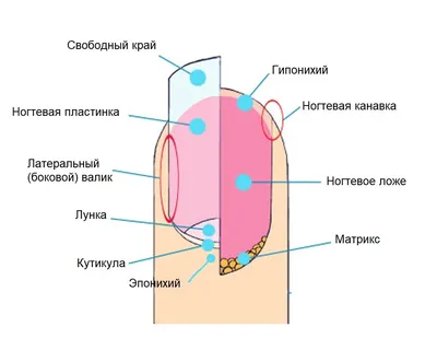 Особенности ухода за диабетической стопой | Leo Beauty | Центр Подологии.  Москва | Дзен